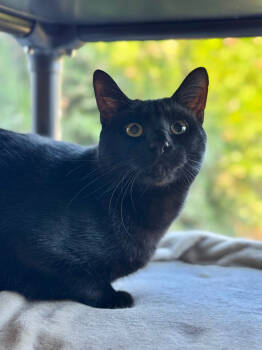 Rescue Domestic Short Hair Cats for Adoption in Mount Laurel Township, New Jersey - Blackjack Branch | PetCurious