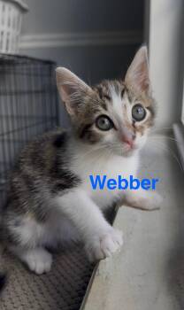 Rescue Domestic Short Hair Cats for Adoption in Phenix City, Alabama - Webber | PetCurious