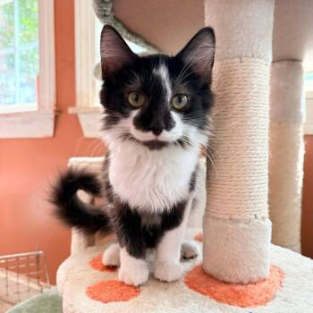 Checker -  Domestic Medium Hair Cat for Adoption in Woodstock, Virginia - Checker | PetCurious