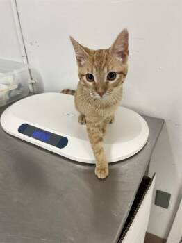 FIGARO -  Domestic Short Hair Cat for Adoption in Killeen, Texas - FIGARO | PetCurious