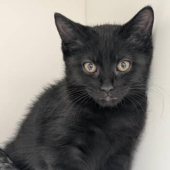 Mae Young -  Domestic Short Hair Cat for Adoption in Reno, Nevada - Mae Young | PetCurious