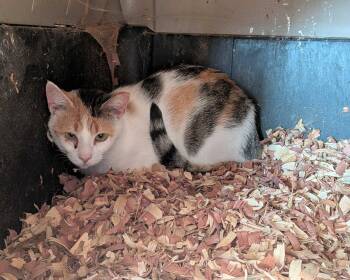 Freida -  Domestic Short Hair Cat for Adoption in Raleigh, North Carolina - Freida | PetCurious