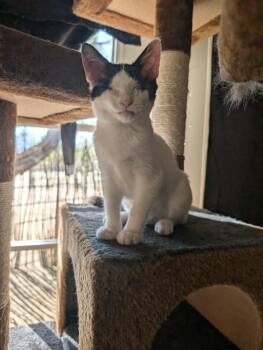 Rescue Domestic Short Hair Cats for Adoption in Tucson, Arizona - Frosting | PetCurious