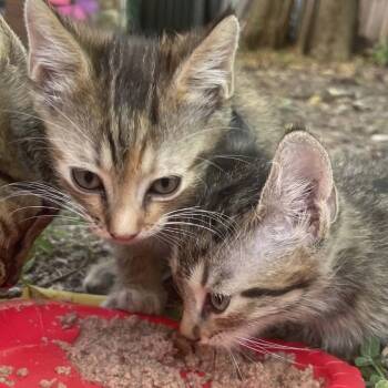 Robby -  Siamese Cat for Adoption in New Braunfels, Texas - Robby | PetCurious