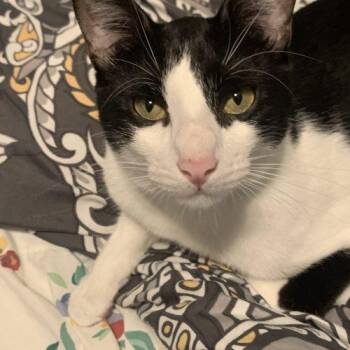 Marcello -  Domestic Short Hair Cat for Adoption in King City, Ontario - Marcello | PetCurious