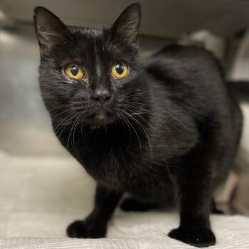Domestic Short Hair Cats Available for Adoption in Palm Springs, California - Blake Lively | PetCurious