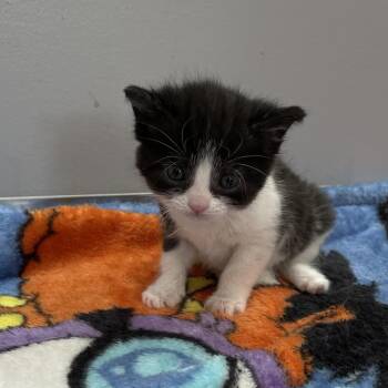 Domestic Short Hair Cats Available for Adoption in Fairmont, West Virginia - Peony | PetCurious