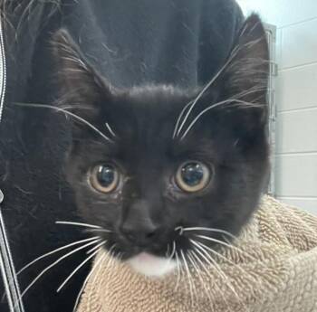 Bubbles -  Domestic Short Hair Cat for Adoption in Golden, Colorado - Bubbles | PetCurious