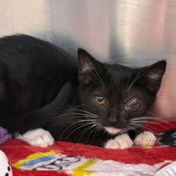 Pandora -  Domestic Short Hair Cat for Adoption in Newark, New Jersey - Pandora | PetCurious