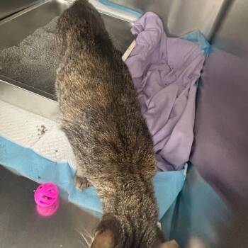 Spice -  Domestic Short Hair Cat for Adoption in Springtown, Texas - Spice | PetCurious