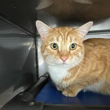 American Bobtail Cats Available for Adoption - Lil Bit | PetCurious