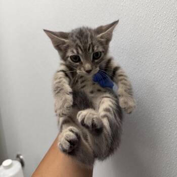 Utah -  Domestic Short Hair Cat for Adoption in Redwood City, California - Utah | PetCurious