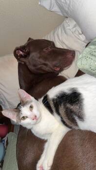 Boba -  Domestic Medium Hair Cat for Adoption in Vancouver, Washington - Boba | PetCurious