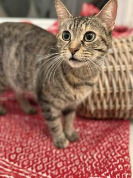 Rescue Domestic Short Hair Cats for Adoption in London, Ontario - Lucy | PetCurious