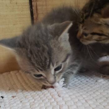 Avery -  Domestic Medium Hair Cat Available for Adoption in Mondovi, Wisconsin - Avery | PetCurious