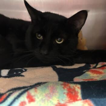 Domestic Short Hair Cats Available for Adoption - Pringles | PetCurious