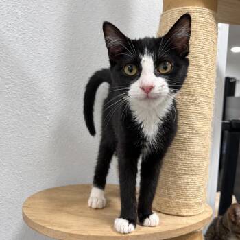Roxy -  Tuxedo Cat for Adoption in Fresno, California - Roxy | PetCurious