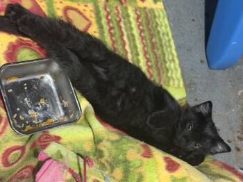 Binx -  American Shorthair and Abyssinian Cat for Adoption in Cincinnati, Ohio - Binx | PetCurious