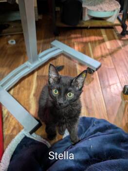 Domestic Medium Hair Cats Available for Adoption in Burlington, Washington - Stella - Ssb | PetCurious