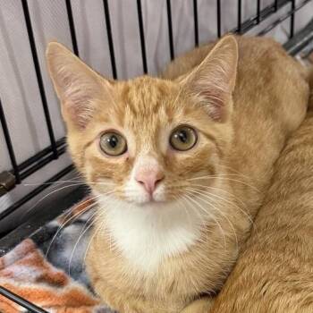 Creamsicle -  Domestic Short Hair Cat for Adoption in Waynesboro, Pennsylvania - Creamsicle | PetCurious