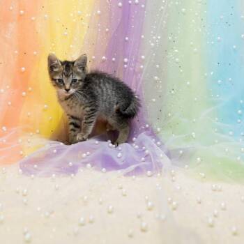 Caress-C -  Domestic Short Hair Cat for Adoption in East St. Louis, Illinois - Caress-C | PetCurious
