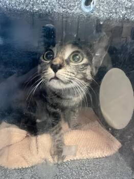Parsnip -  Domestic Short Hair Cat for Adoption in Nashville, Tennessee - Parsnip | PetCurious
