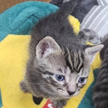 Domestic Short Hair Cats Available for Adoption in Milton, Florida - Andie | PetCurious