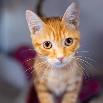 Domestic Short Hair Cats Available for Adoption - Iams | PetCurious