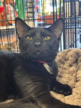 Coral -  Domestic Short Hair Cat for Adoption in Wilmington, North Carolina - Coral | PetCurious