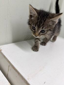 Domestic Short Hair Cats Available for Adoption in Virginia, Minnesota - Starfish | PetCurious
