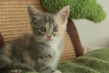 Sesame -  Domestic Short Hair Cat for Adoption in Davis, California - Sesame | PetCurious