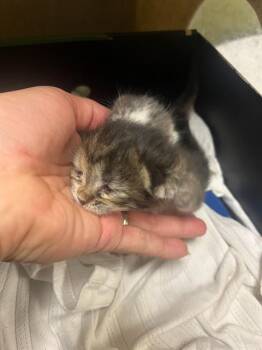 Domestic Short Hair Cats Available for Adoption in Riverside, California - BLOSSOM | PetCurious