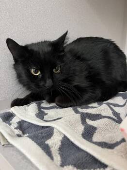 Domestic Short Hair Cats Available for Adoption - Caliente | PetCurious