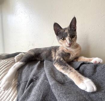 Claudia (bonded with Thelma) -  Domestic Short Hair and Tortoiseshell Cat for Adoption in Oakland, California - Claudia (bonded With Thelma) | PetCurious
