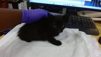 Domestic Short Hair Cats Available for Adoption in Doral, Florida - VENTRESS | PetCurious