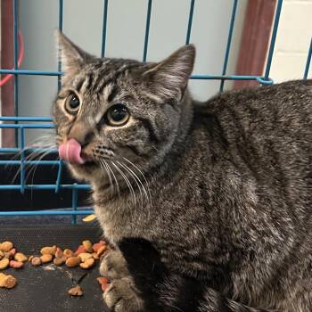 American Shorthair Cats Available for Adoption - Casey | PetCurious