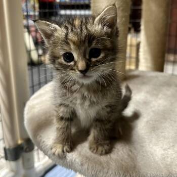 Dot -  Domestic Short Hair Cat Available for Adoption in Santa Susana, California - Dot | PetCurious