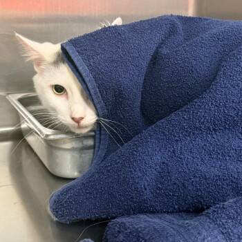 Domestic Short Hair Cats Available for Adoption - Prince | PetCurious