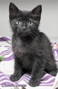 Domestic Short Hair Cats Available for Adoption in Mason, Michigan - Cicada Queen | PetCurious
