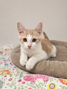 Eddie -  Domestic Short Hair Cat Available for Adoption in Greensboro, North Carolina - Eddie | PetCurious