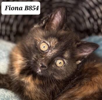 Domestic Medium Hair Cats Available for Adoption - Fiona | PetCurious
