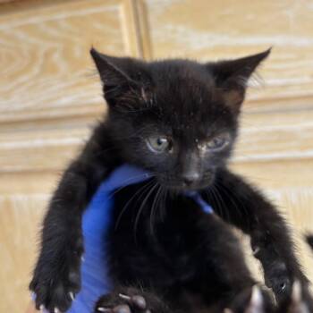 Nuance -  Domestic Short Hair Cat for Adoption in Kanab, Utah - Nuance | PetCurious