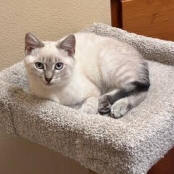 Rescue Exotic Shorthair Cats for Adoption in Washougal, Washington - Cyrus Rex | PetCurious