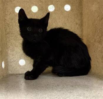 A884609 -  Domestic Short Hair Cat for Adoption in Camarillo, California - A884609 | PetCurious