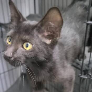 Mousse -  Domestic Short Hair Cat for Adoption in Russellville, Kentucky - Mousse | PetCurious
