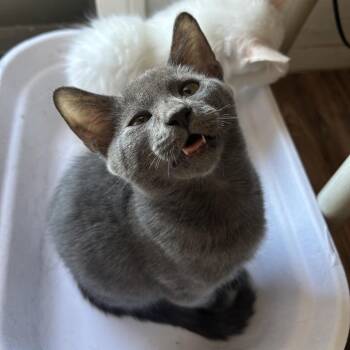 Luvox -  Domestic Short Hair Cat for Adoption in Yucca Valley, California - Luvox | PetCurious