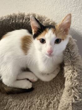 Rescue Domestic Short Hair and Calico Cats for Adoption in Dallas, Texas - Lola | PetCurious