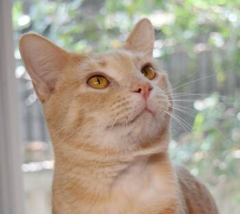 Domestic Short Hair Cats Available for Adoption in Bulverde, Texas - Jitterbug | PetCurious