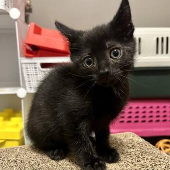 Flamenco -  Domestic Short Hair Cat for Adoption in Evansville, Indiana - Flamenco | PetCurious
