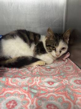 Domestic Short Hair Cats Available for Adoption - Bowen | PetCurious